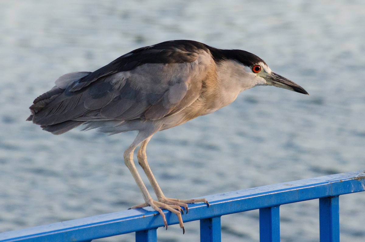 Black-crowned Night Heron - ML642900680