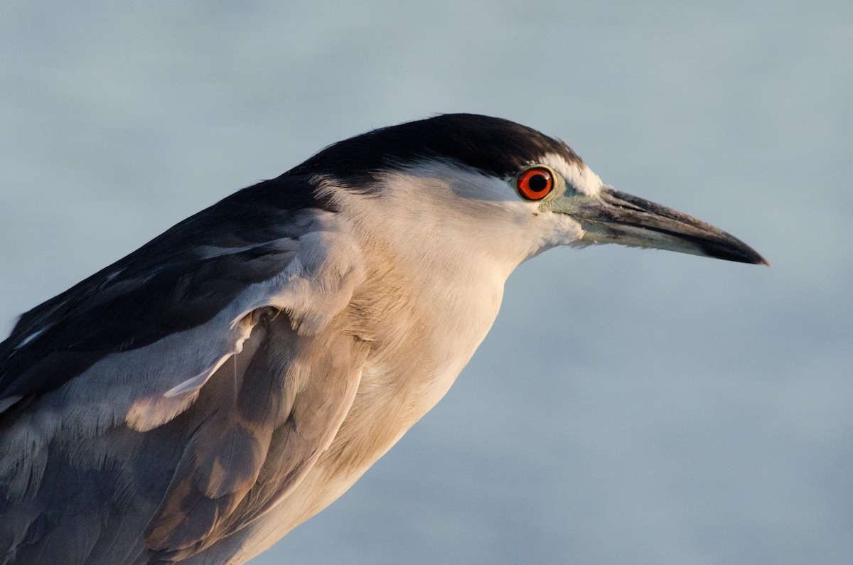 Black-crowned Night Heron - ML642900681