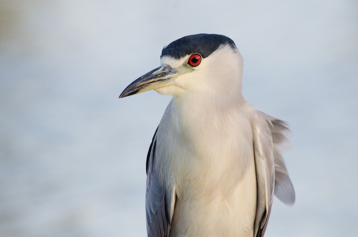 Black-crowned Night Heron - ML642900682