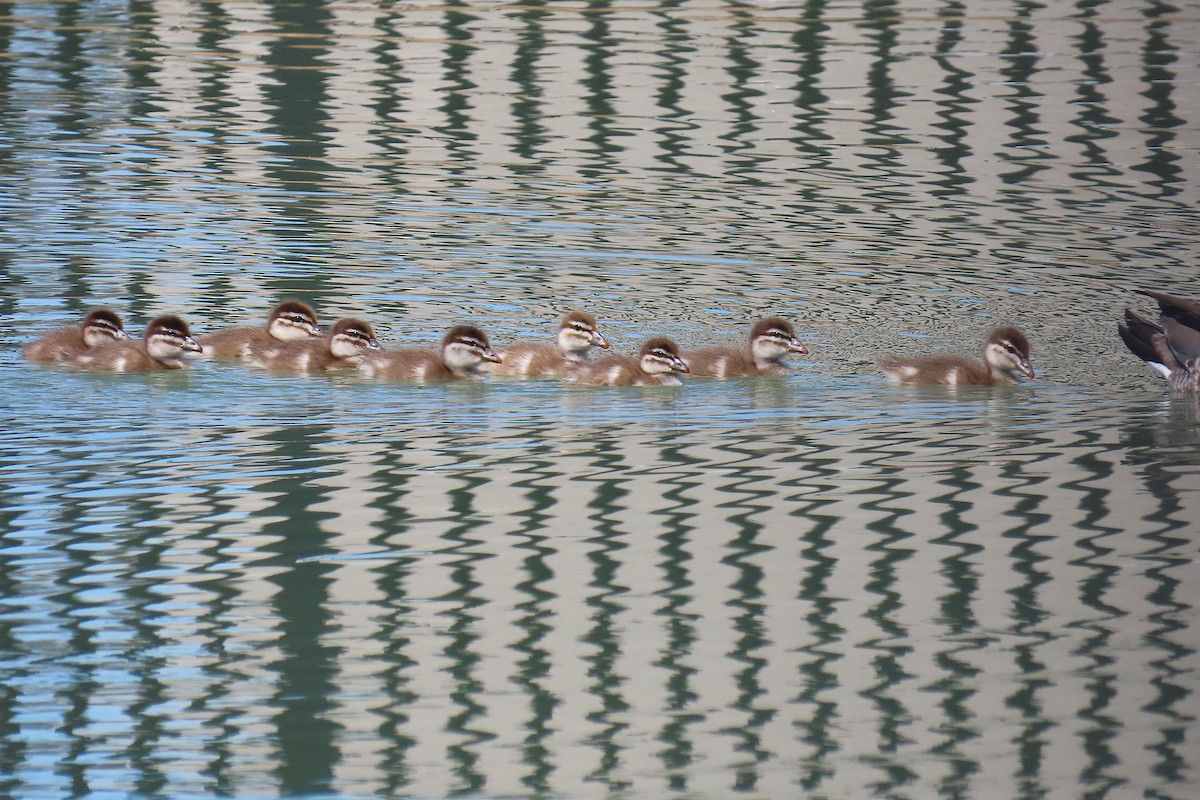 Maned Duck - ML642900685