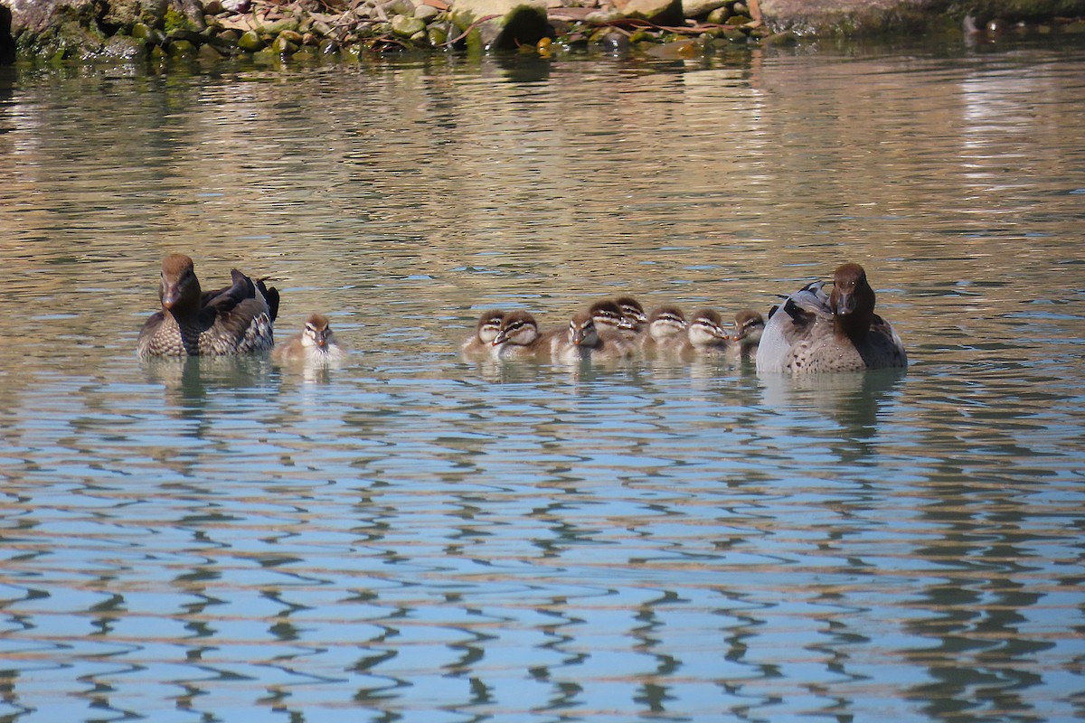 Maned Duck - ML642900686