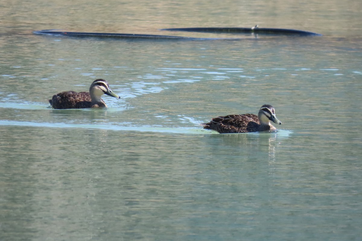 Pacific Black Duck - ML642900687