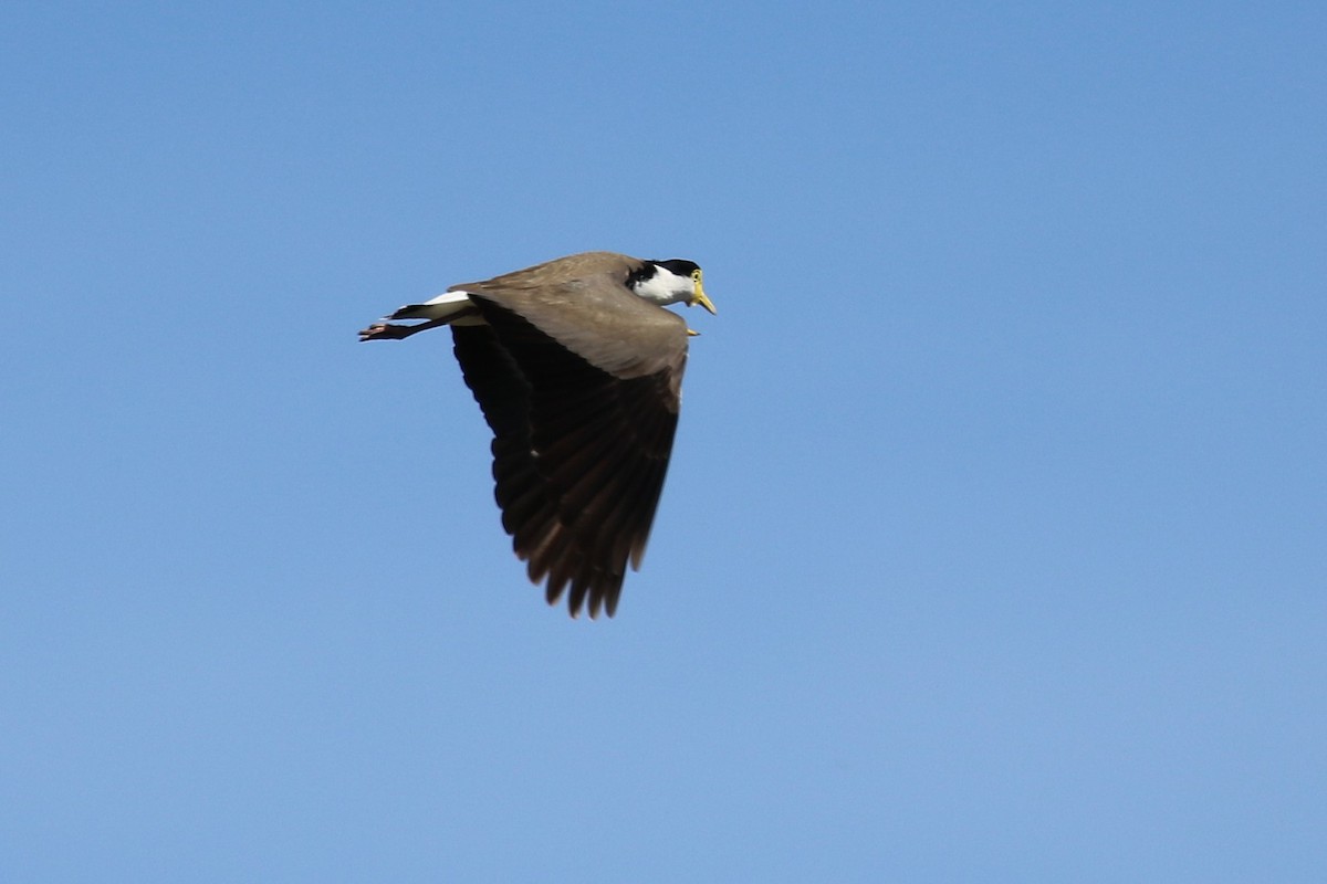Masked Lapwing (Black-shouldered) - ML642900689