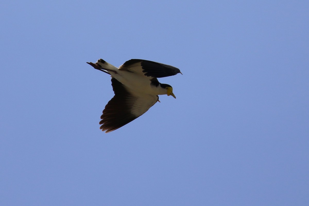 Masked Lapwing (Black-shouldered) - ML642900690