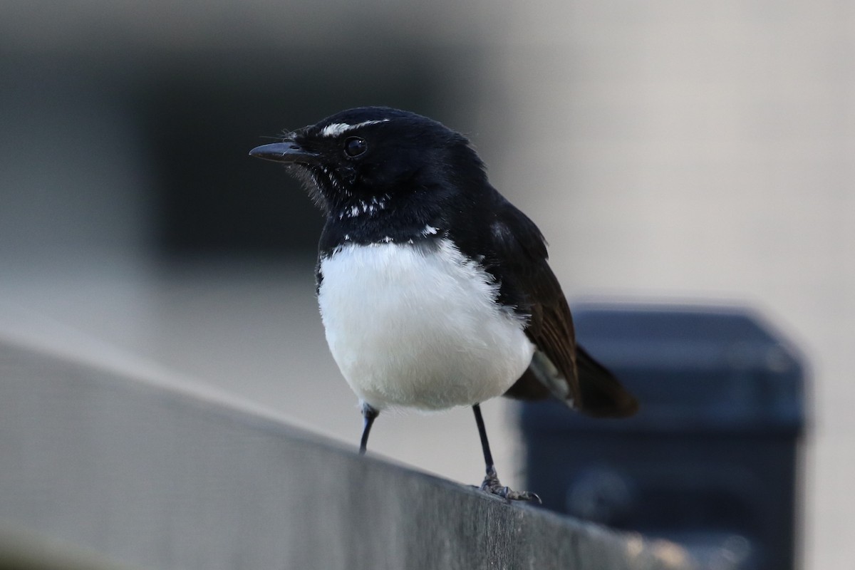 Willie-wagtail - ML642900692