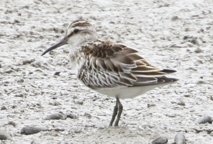 Broad-billed Sandpiper - ML642900693