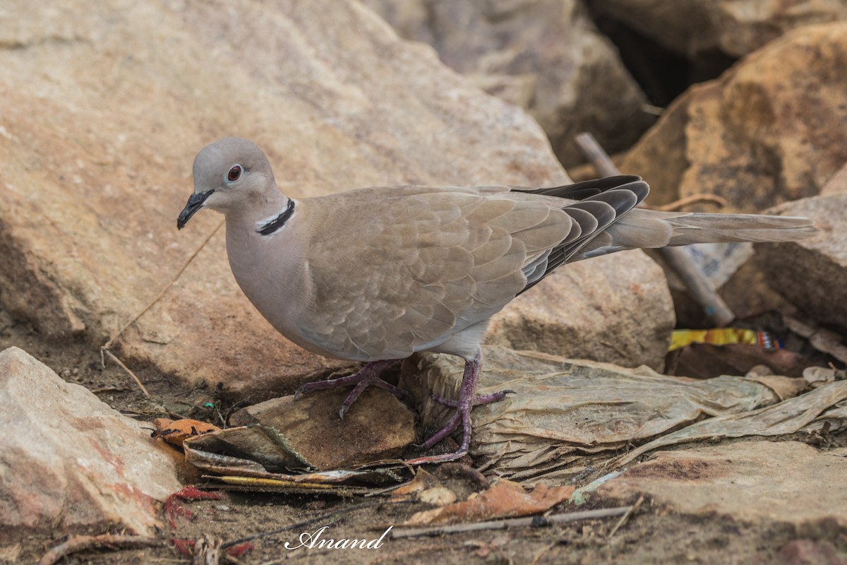 Eurasian Collared-Dove - ML642900695
