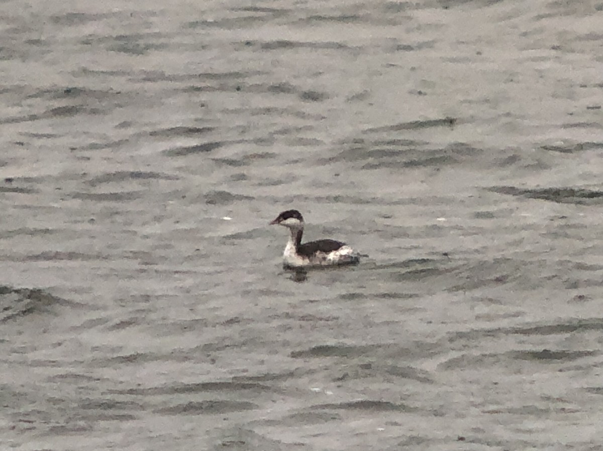 角鸊鷉 - ML642900709