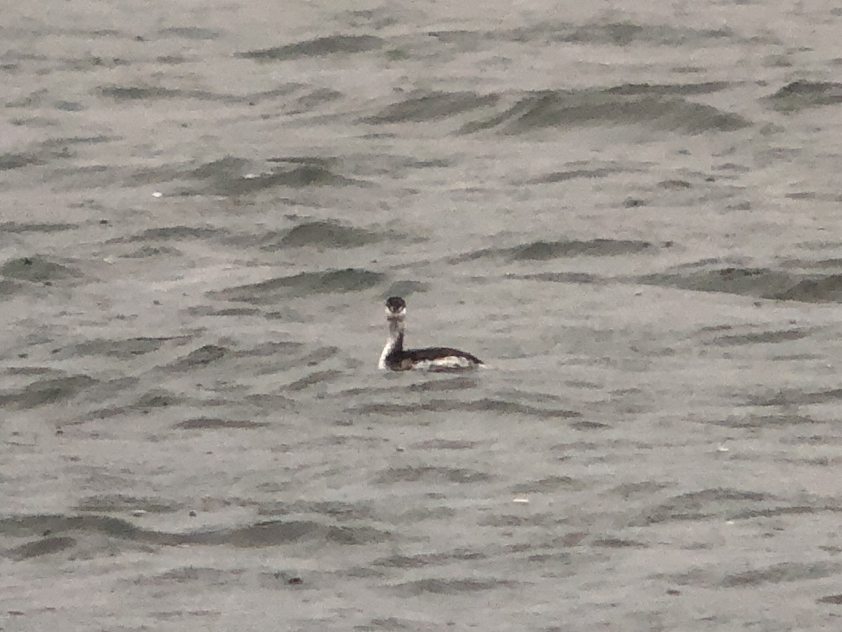 角鸊鷉 - ML642900710