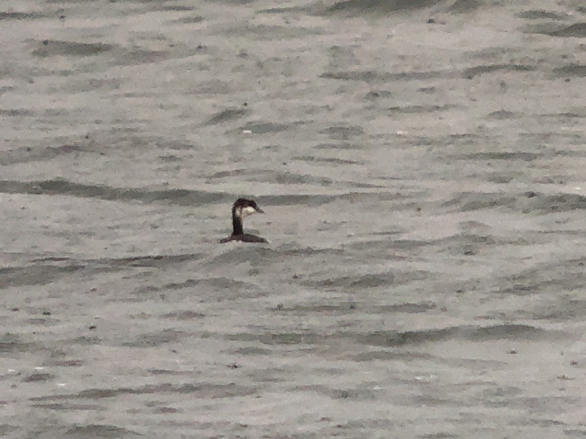 角鸊鷉 - ML642900711