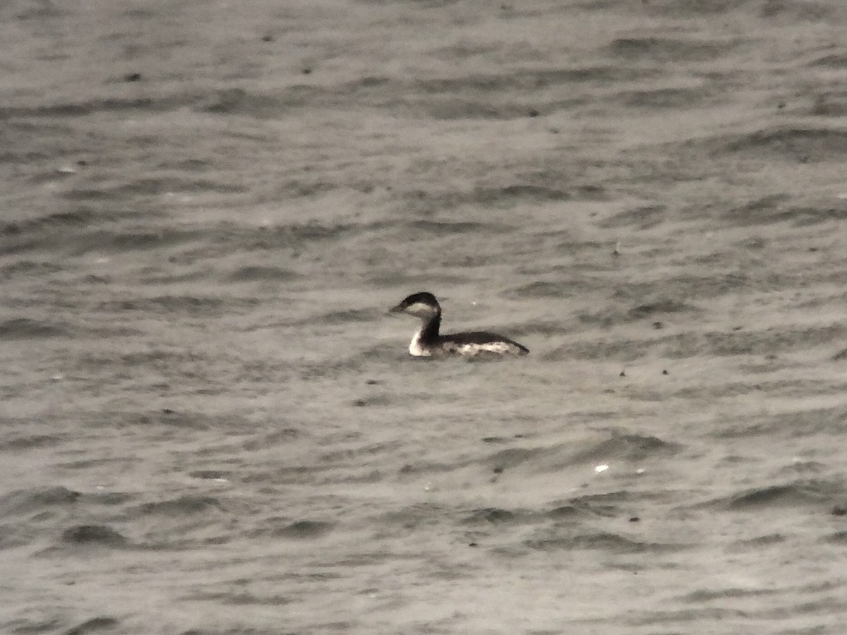 角鸊鷉 - ML642900712