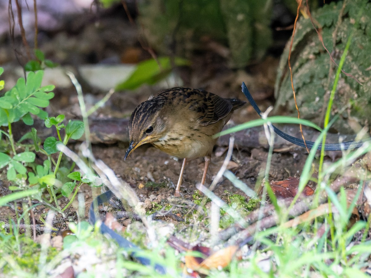 Pallas's Grasshopper Warbler - ML642900714