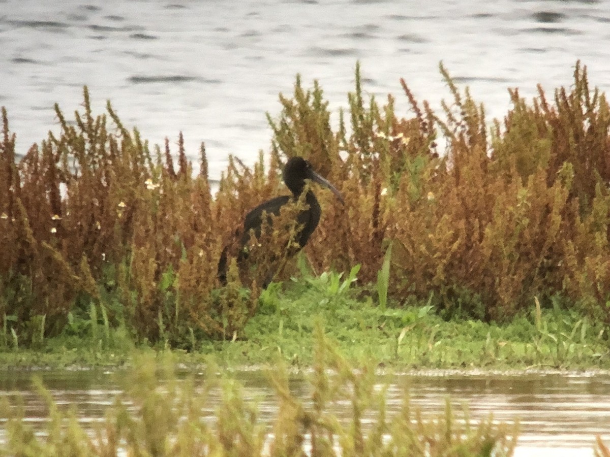 彩䴉 - ML642900716