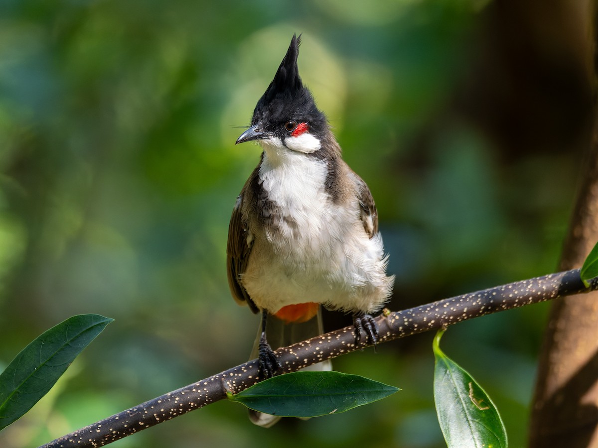 Bulbul orphée - ML642900723