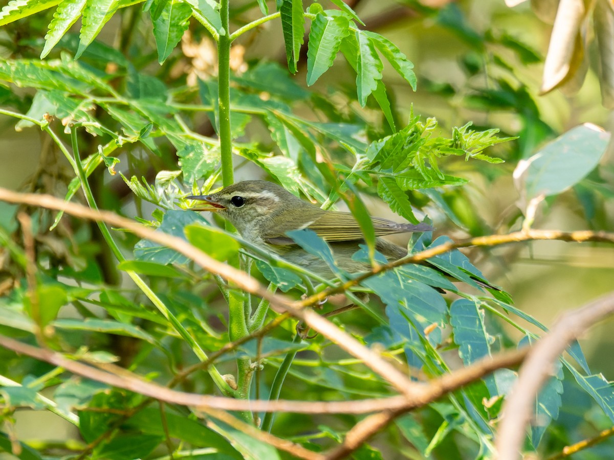 Arctic Warbler - ML642900727