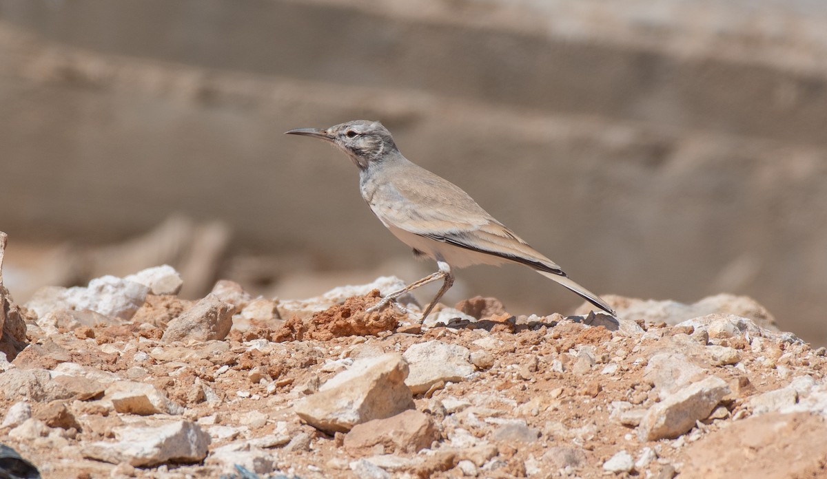 Greater Hoopoe-Lark - ML642900729
