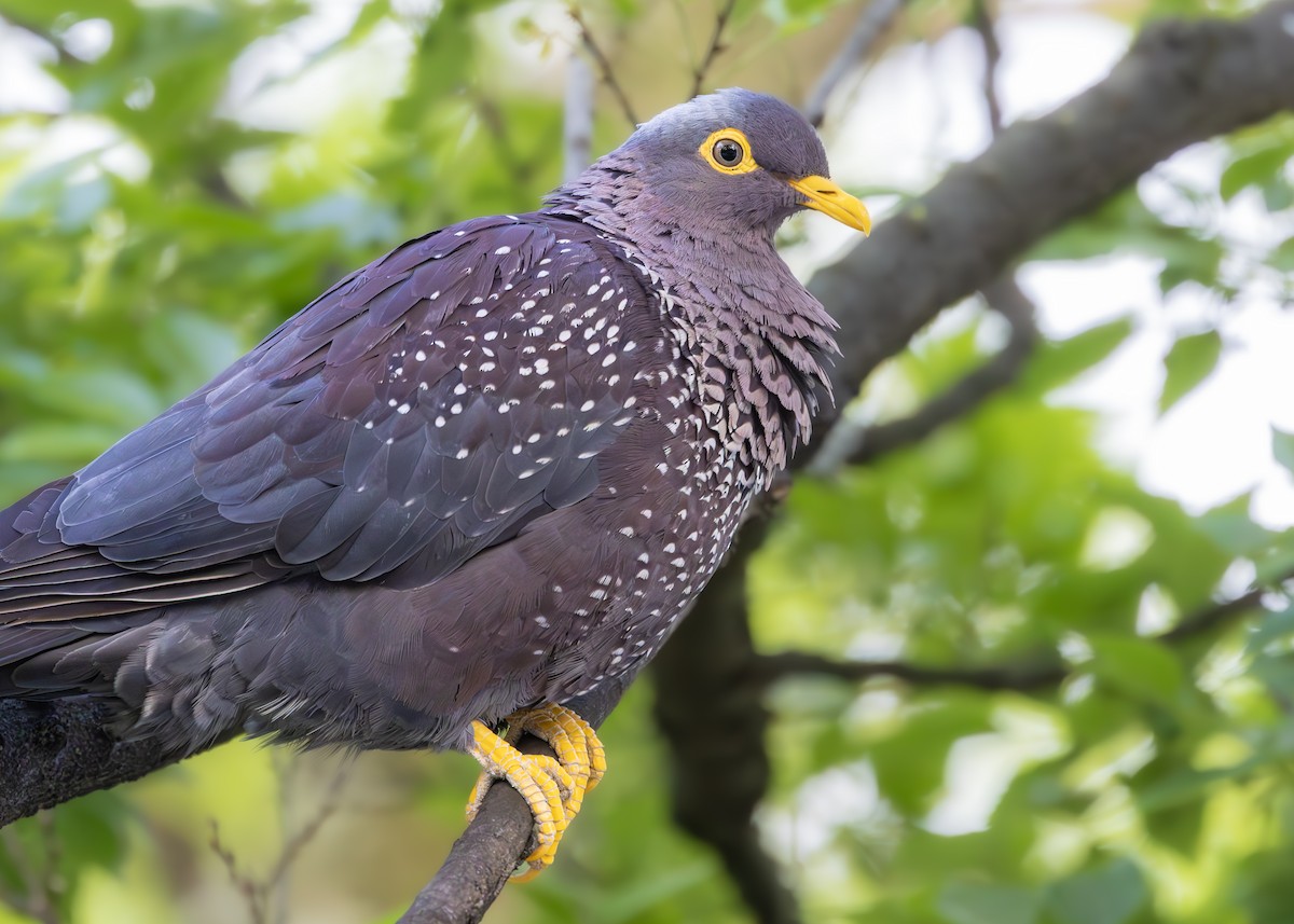 Rameron Pigeon - ML642900740