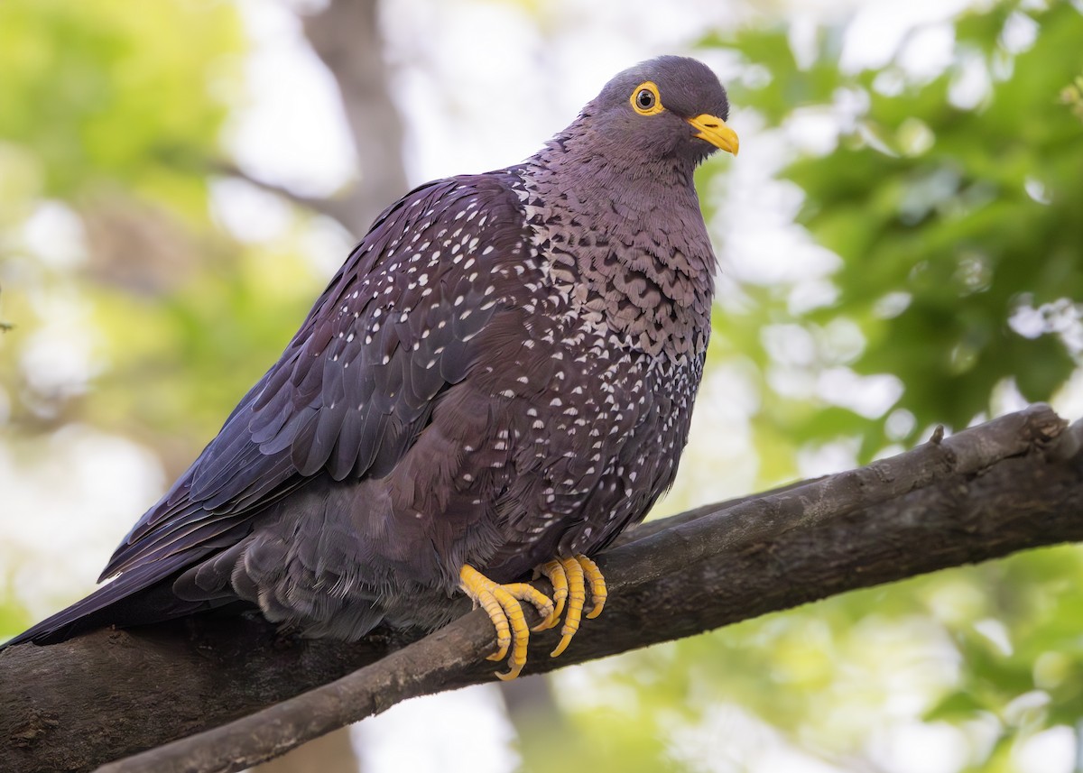 Rameron Pigeon - ML642900746