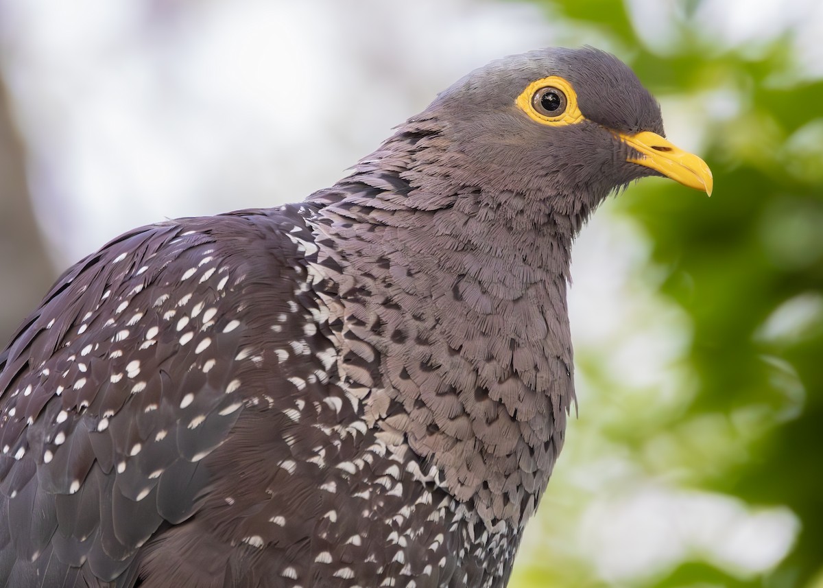 Rameron Pigeon - ML642900747
