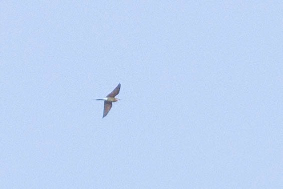 Blue-tailed Bee-eater - ML642900758