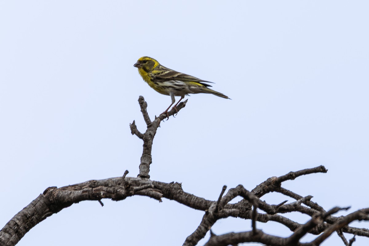 European Serin - ML642900760