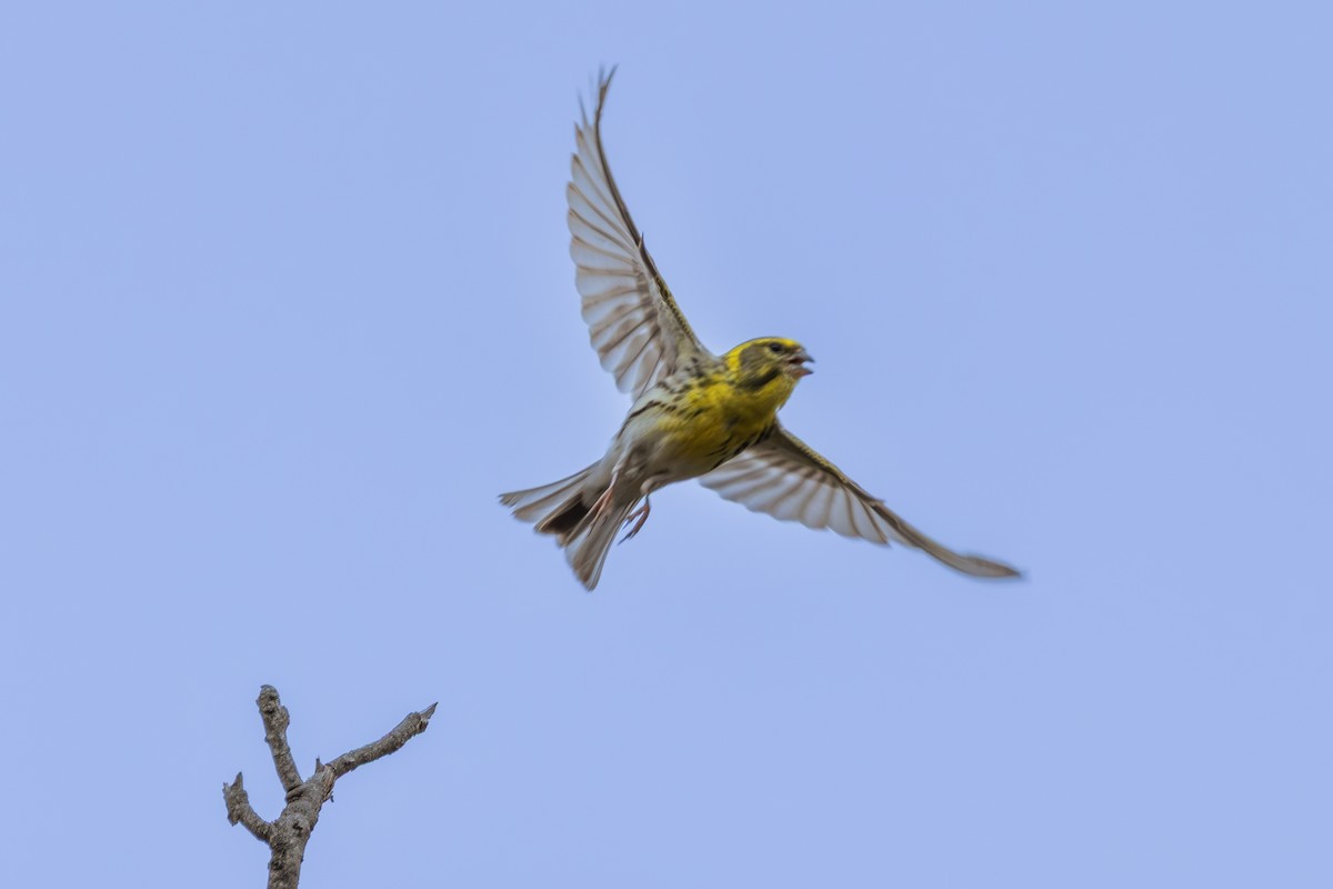European Serin - ML642900761