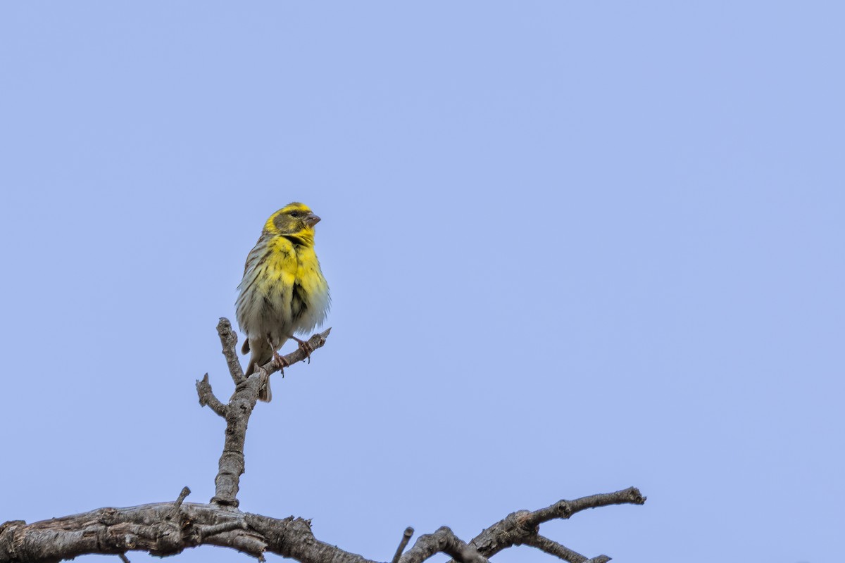 European Serin - ML642900762