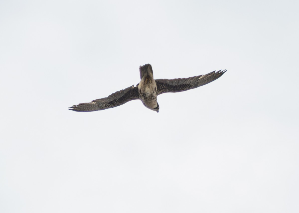 Lanner Falcon - ML642900764