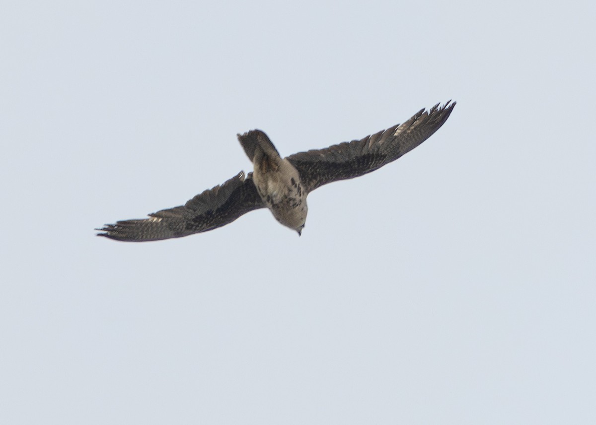 Lanner Falcon - ML642900765