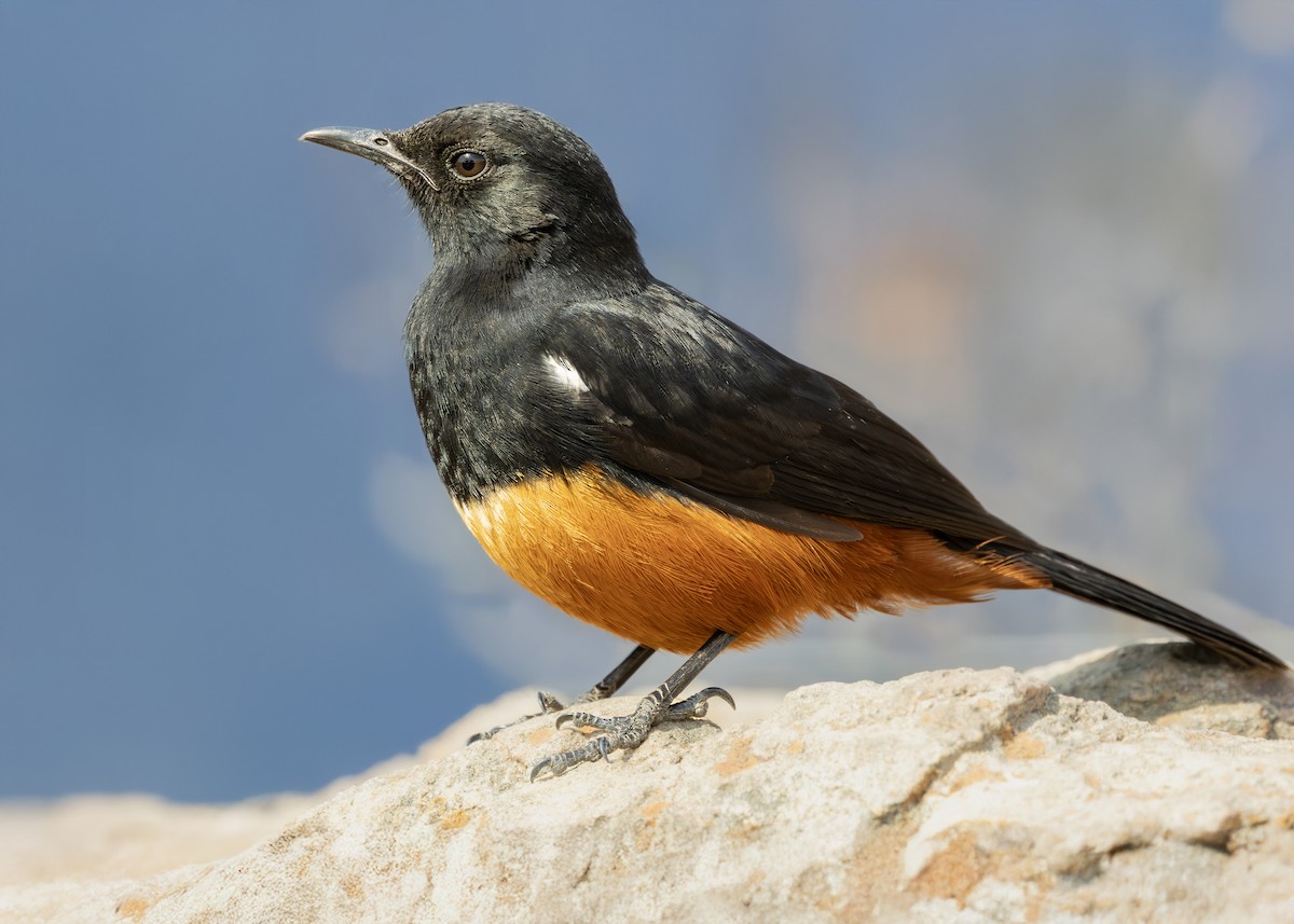 Mocking Cliff-Chat - ML642900769