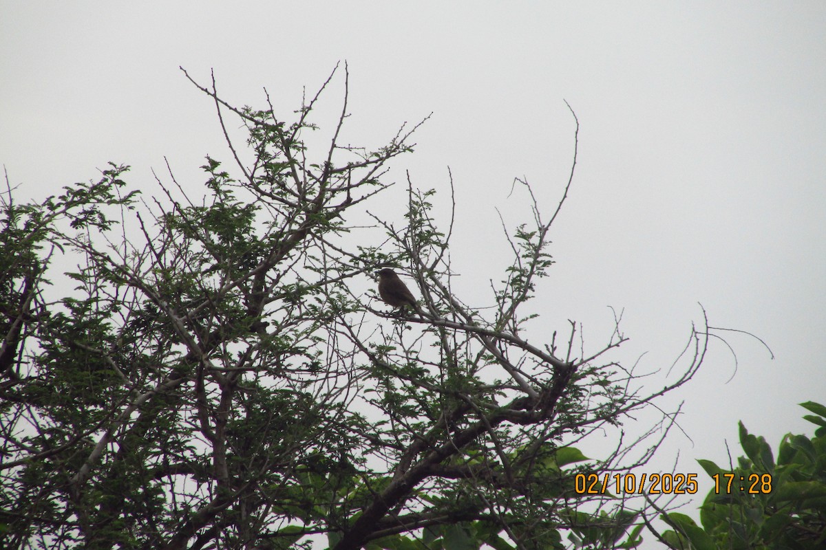 Pied Bushchat - ML642900770