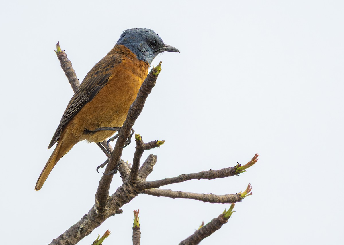 Cape Rock-Thrush - ML642900771