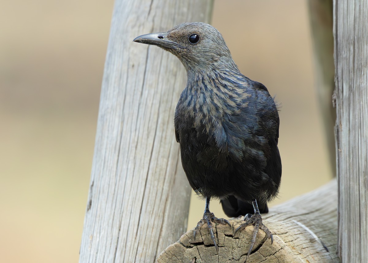 Red-winged Starling - ML642900772