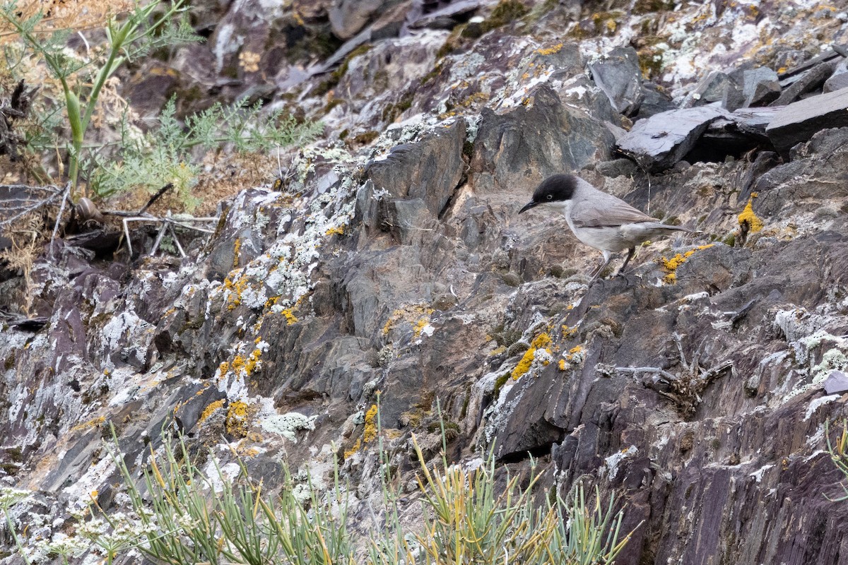 Eastern Orphean Warbler - ML642900783