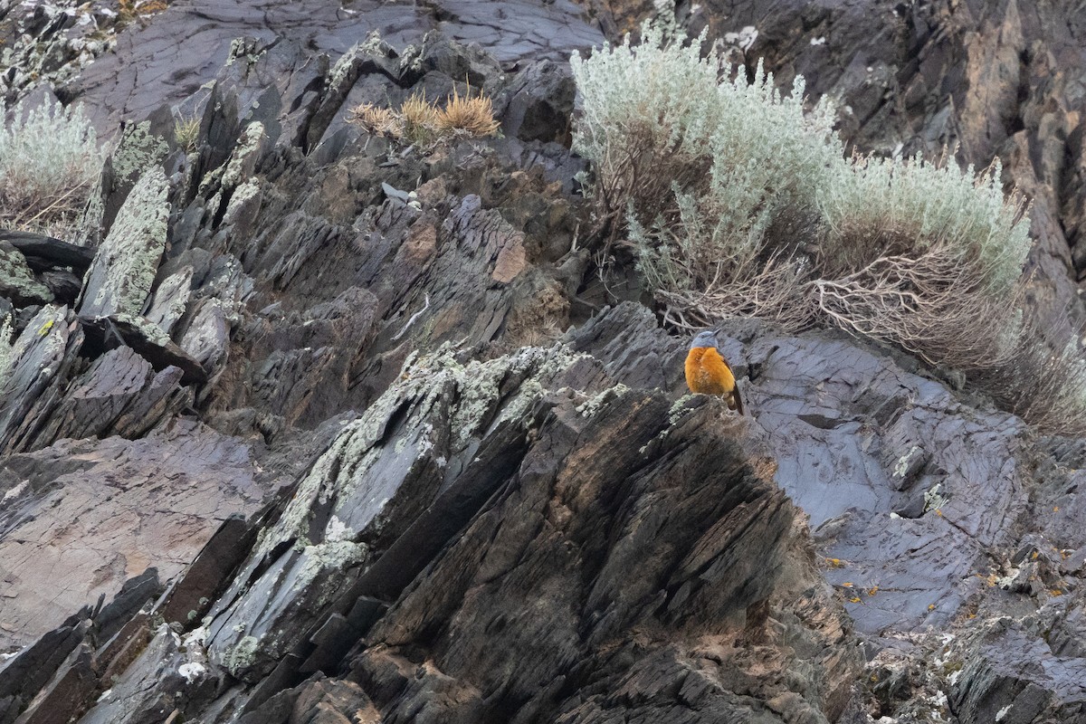Rufous-tailed Rock-Thrush - ML642900784