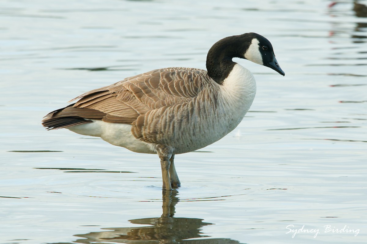 Canada Goose - ML642900789