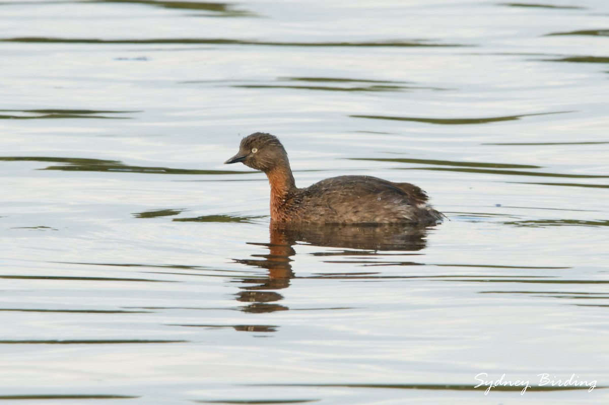 New Zealand Grebe - ML642900792