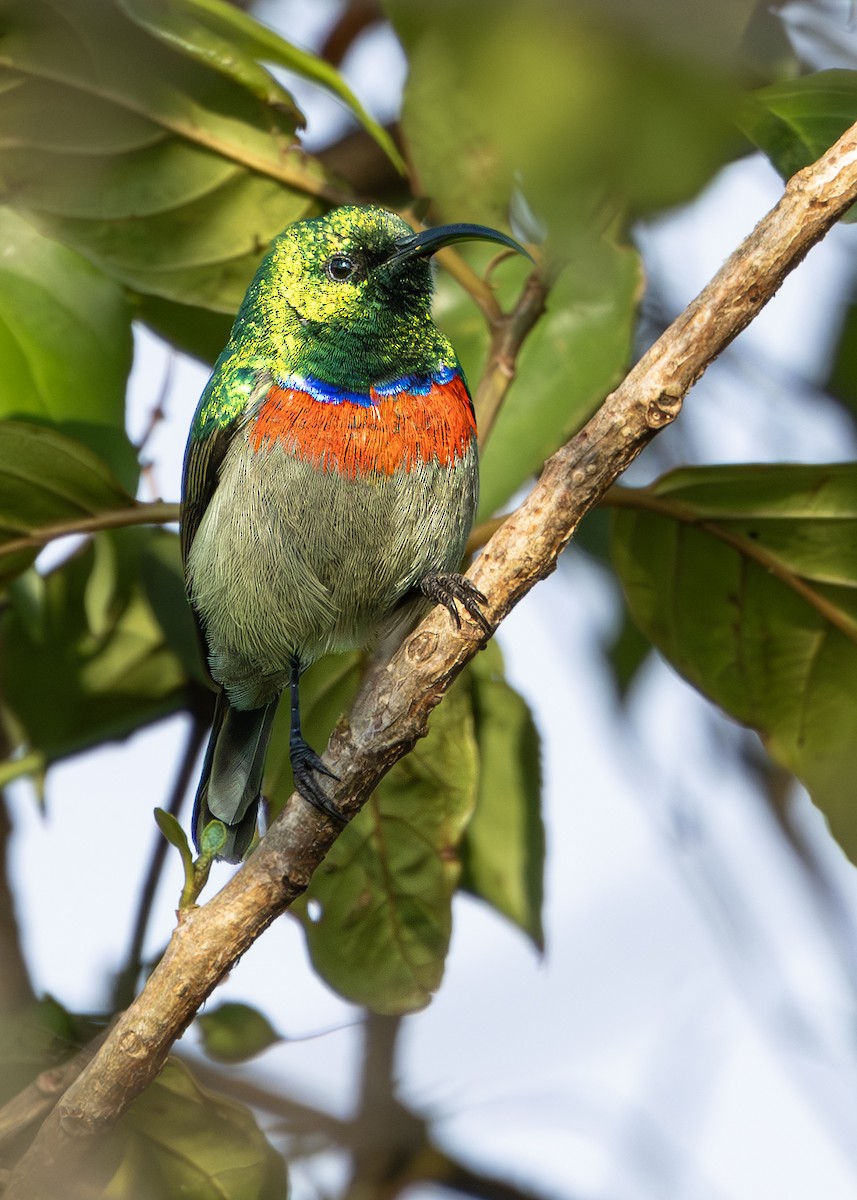 Southern Double-collared Sunbird - ML642900794