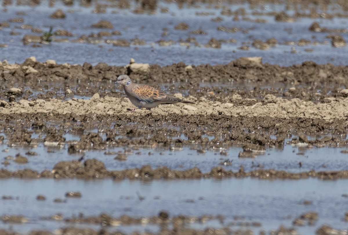 European Turtle-Dove - ML642900815