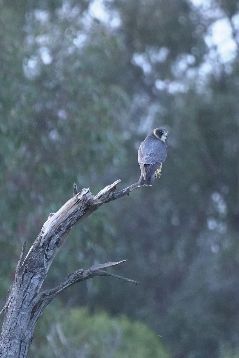 Australian Hobby - ML642900818
