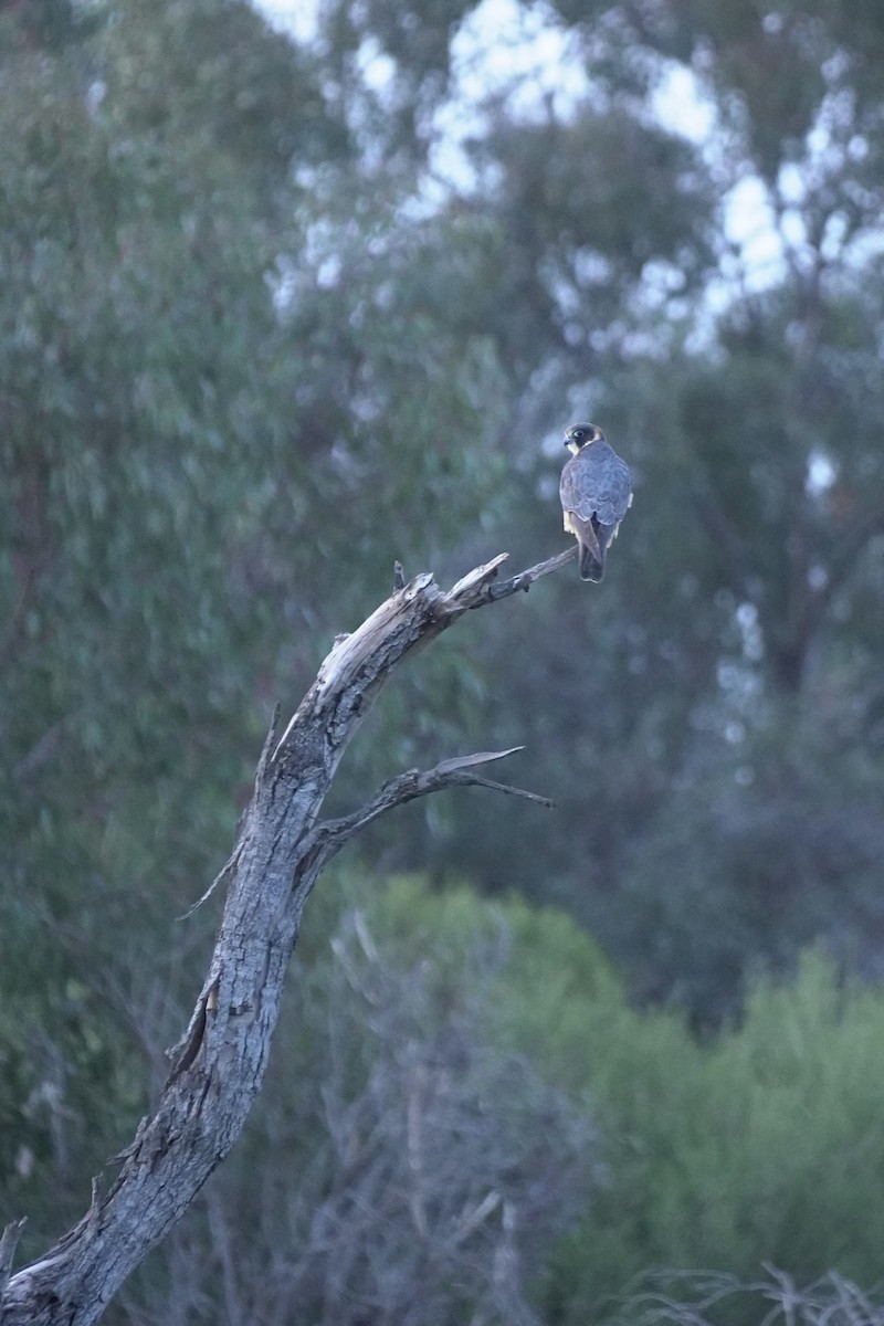 Australian Hobby - ML642900819