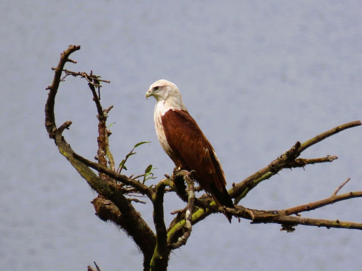 Brahminy Kite - ML642900823