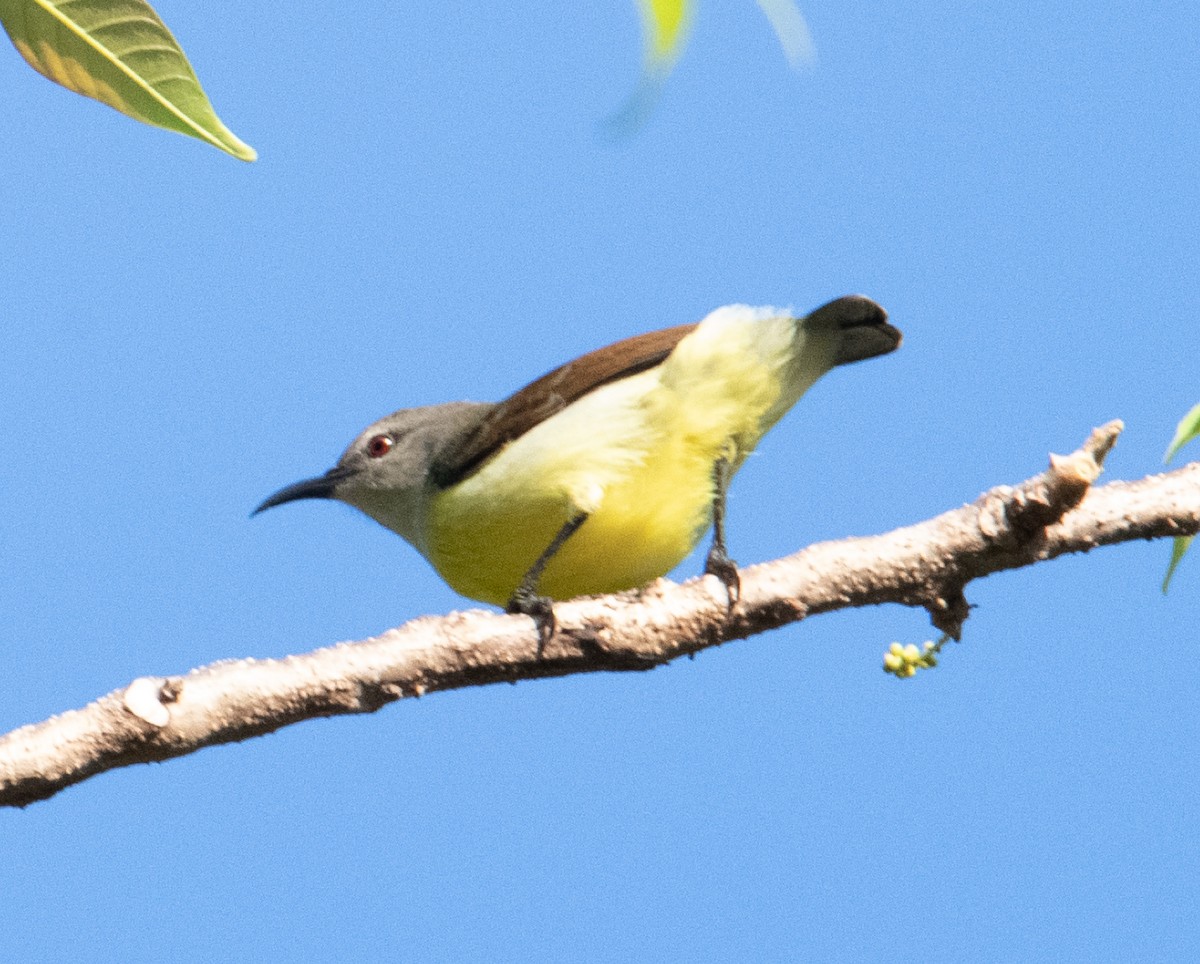 Purple-rumped Sunbird - ML642900827