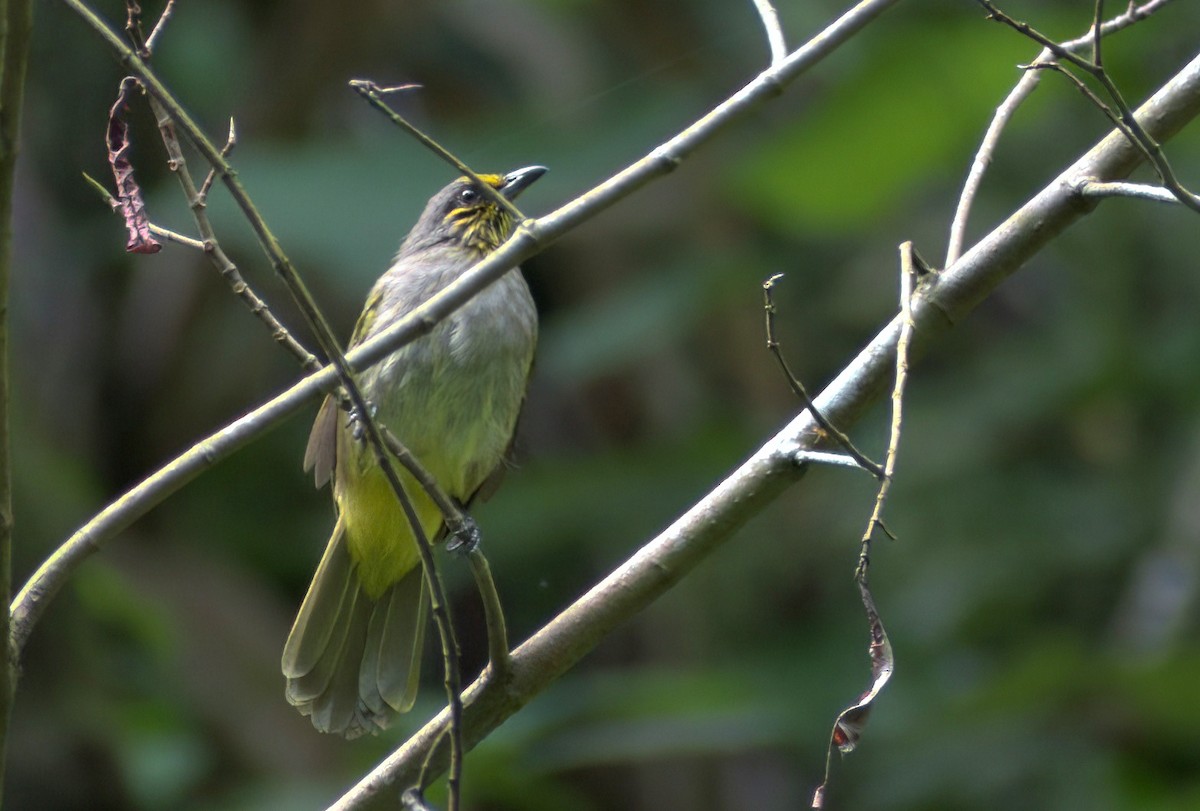Stripe-throated Bulbul - ML642900834