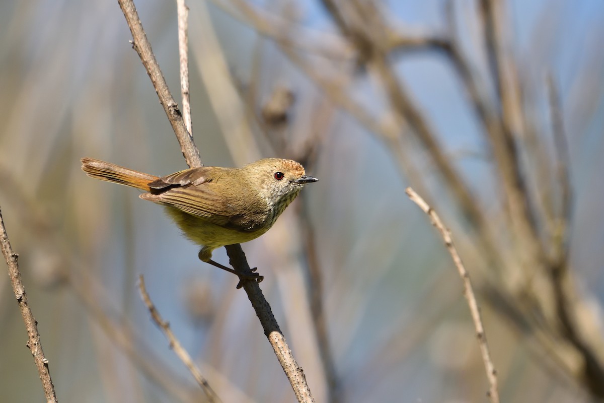 Brown Thornbill - ML642900842