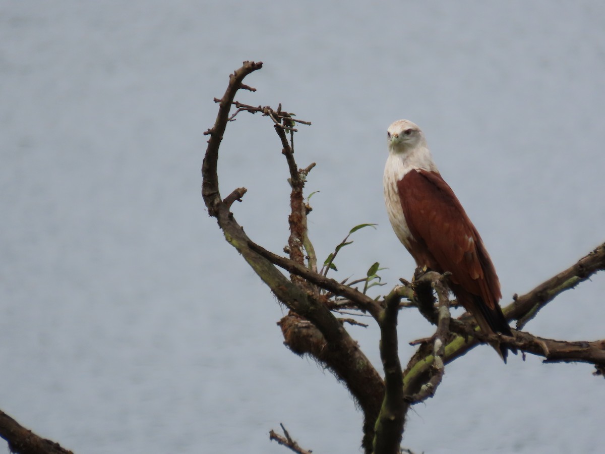 Brahminy Kite - ML642900844