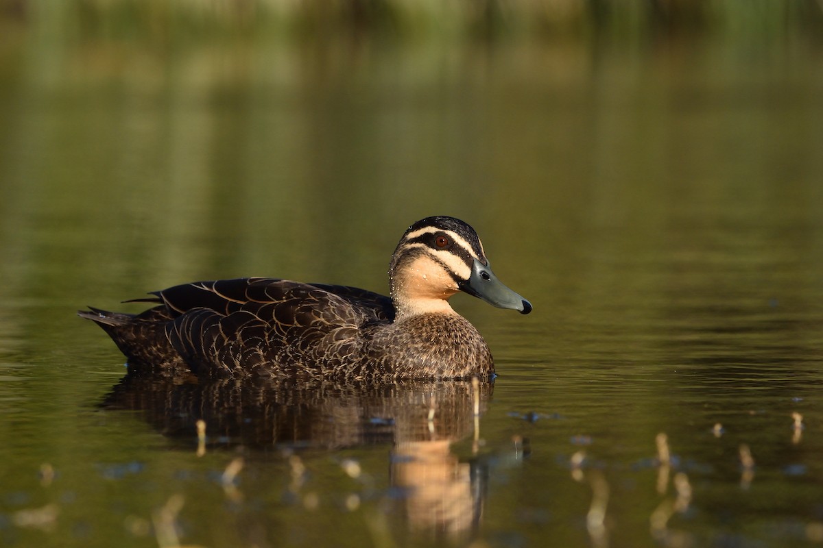 Pacific Black Duck - ML642900856