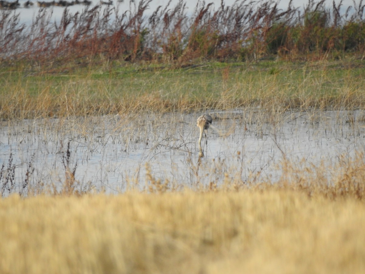 Ягаан нал - ML642900859