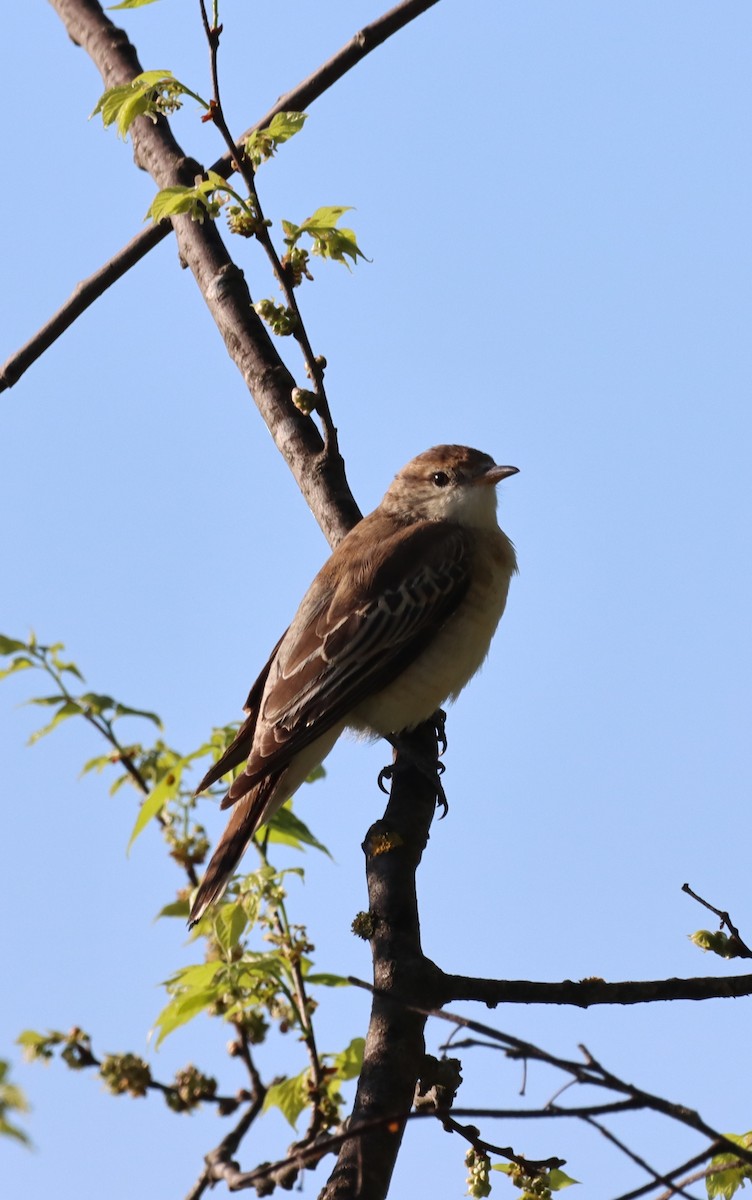 Oruguero Tricolor - ML642900869
