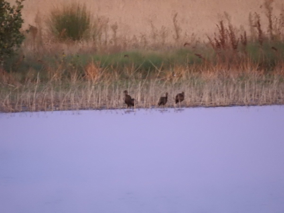 Гялаан билүүс - ML642900874